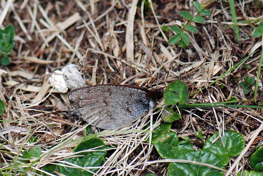 Erebia pandrose